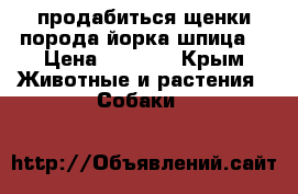 продабиться щенки порода йорка-шпица. › Цена ­ 4 000 - Крым Животные и растения » Собаки   